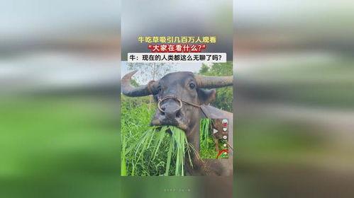 牛吃草的视频,自然和谐映眼前