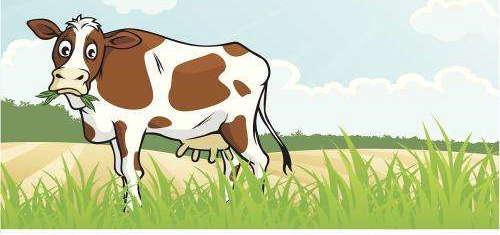 牛吃草的视频,自然和谐映眼前