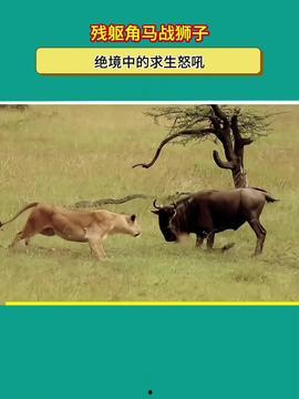 动物世界动物视频,揭秘自然奇观中的生存智慧