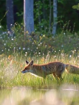 动物世界动物视频,揭秘自然奇观中的生存智慧