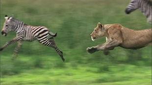 动物世界动物视频,揭秘自然奇观中的生存智慧