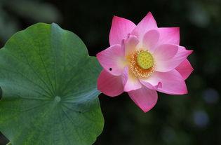 佛莲花图片大全