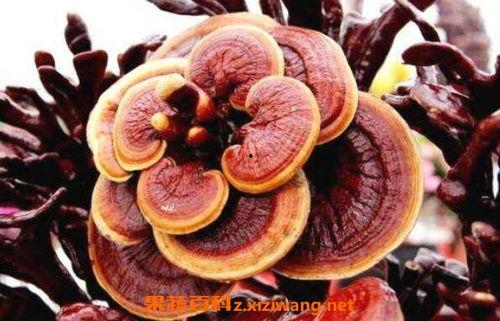 柳树上的灵芝图片大全,探寻柳树上灵芝的神秘画卷