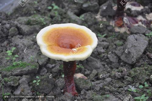 柳树上的灵芝图片大全,探寻柳树上灵芝的神秘画卷