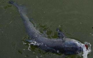 黑坑钓青鱼视频,视频教学解析