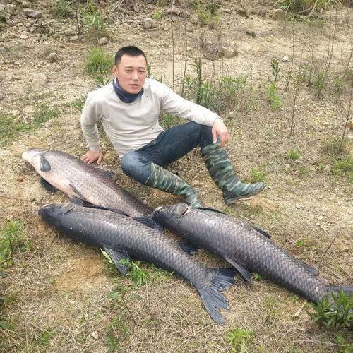 黑坑钓青鱼视频,视频教学解析