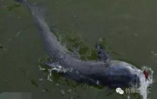 黑坑钓青鱼视频,视频教学解析