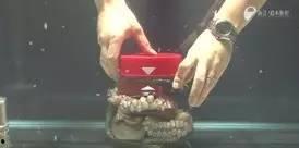 章鱼喷墨视频,揭秘海洋生物的神奇逃生技巧