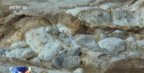 恐龙化石的视频,恐龙化石的神秘世界揭秘