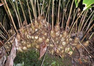 农广天地全部养殖视频,全方位养殖技术解析