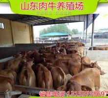 农广天地全部养殖视频,全方位养殖技术解析