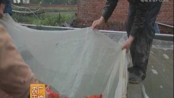 农广天地全部养殖视频,全方位养殖技术解析