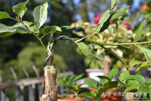 三角梅嫁接视频,视频教程助你轻松掌握