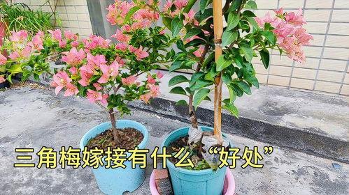 三角梅嫁接视频,视频教程助你轻松掌握