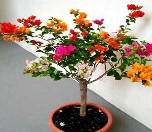 三角梅嫁接视频,视频教程助你轻松掌握