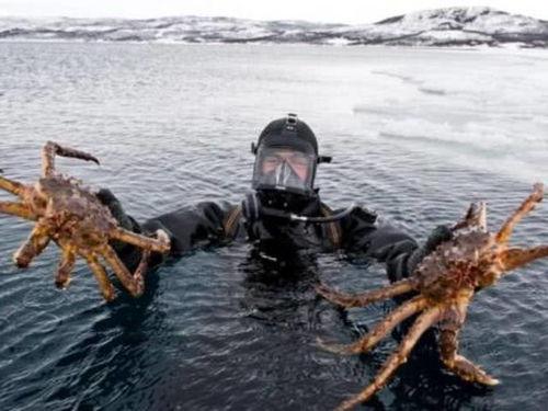 帝王蟹捕捞视频,海洋捕捞的震撼瞬间