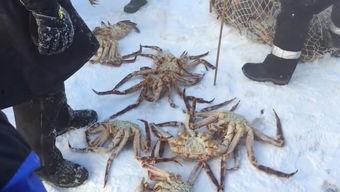 帝王蟹捕捞视频,海洋捕捞的震撼瞬间