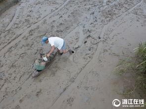 抓跳跳鱼视频,一场水上追逐的视觉盛宴