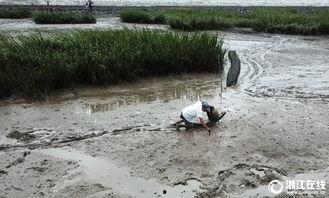 抓跳跳鱼视频,一场水上追逐的视觉盛宴