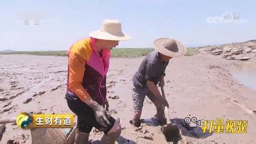 抓跳跳鱼视频,一场水上追逐的视觉盛宴