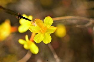 迎春花图片大全大图,春意盎然的美丽瞬间