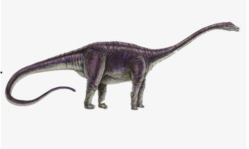 狗脊图片大全,探寻草本植物的神奇魅力