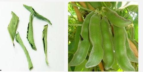 狗脊图片大全,探寻草本植物的神奇魅力