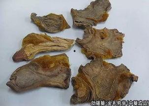 狗脊图片大全,探寻草本植物的神奇魅力