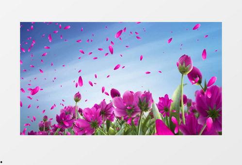 落花视频,落花视频中的诗意瞬间