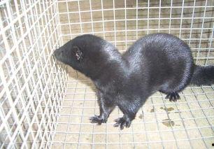 貂图片大全,探寻貂图片大全中的灵动魅力