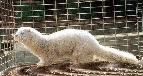 貂图片大全,探寻貂图片大全中的灵动魅力