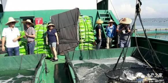 网箱养鱼视频,视频带你走进高效养殖世界