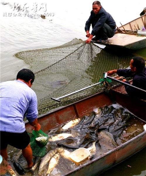 网箱养鱼视频,视频带你走进高效养殖世界