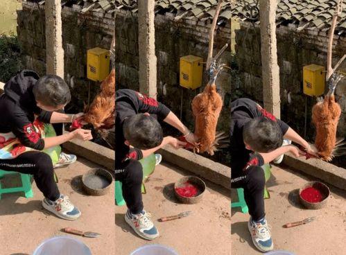 杀鸡的视频大全,惊心动魄！杀鸡视频大全大揭秘