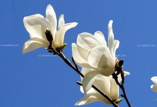 白玉兰花图片大全大图,图片大全中的花语与美景