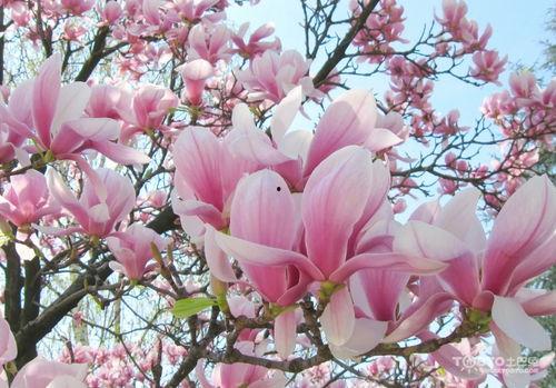 白玉兰花图片大全大图,图片大全中的花语与美景