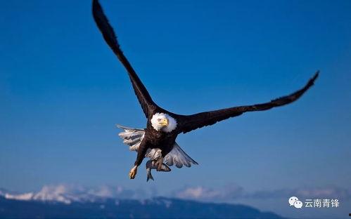 蓝天雄鹰展翅图片大全,壮美瞬间捕捉自然之魂