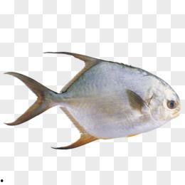 海鱼图片大全大图,海鱼图片大全大图赏析