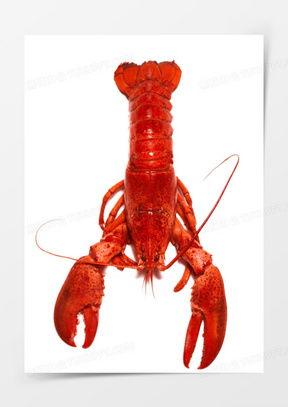 龙虾图片大全