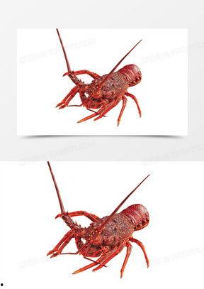 龙虾图片大全