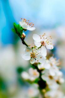 花图片大全唯美,唯美花图片大全赏析