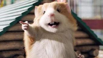 有趣的动物视频,动物界的搞笑瞬间大盘点