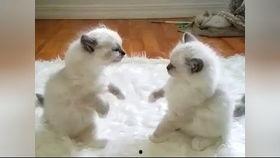 有趣的动物视频,动物界的搞笑瞬间大盘点