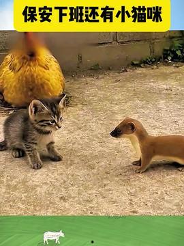 有趣的动物视频,动物界的搞笑瞬间大盘点