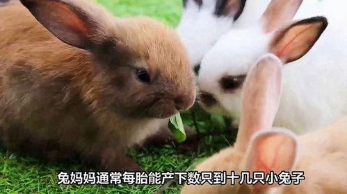 可爱的小兔子视频,小兔子视频集锦