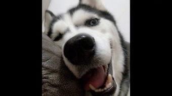 哈士奇搞笑视频大全