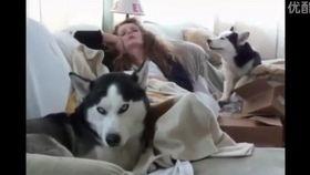 哈士奇搞笑视频大全