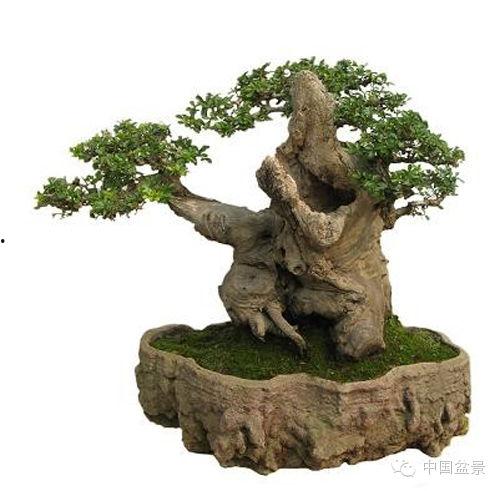 中国盆景图片大全,中国盆景艺术之美