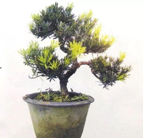 中国盆景图片大全,中国盆景艺术之美