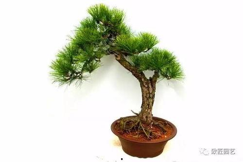 中国盆景图片大全,中国盆景艺术之美